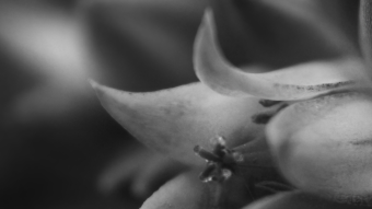 Resistance under the Sun - Black and White photography