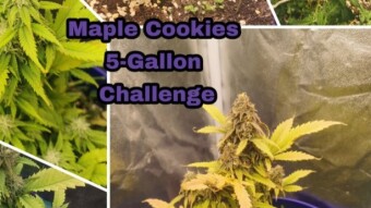 Maple Cookies Final Cut