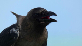Zanzibar crows - real troublemakers