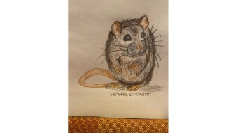 Inktober Day 6: Rodent