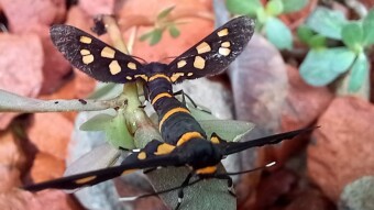 Insect Photography