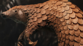 Struggling pangolin can’t find work during pandemic