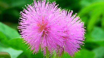 Flower Photography