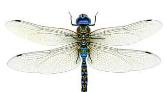 The Dragonfly