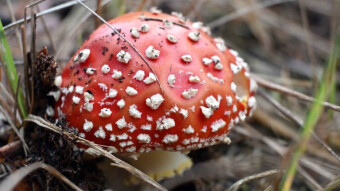 Happy mushroom day
