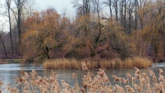Beautiful, sunny, spring - I love Mondays like this - My Actifit Report Card: January 29 2024