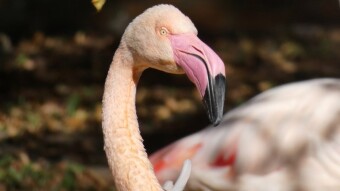 A visit to the Silesian Zoo - Flamingos in the autumn sun rays