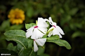 Macrophotography: White Flowers Never Lie