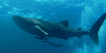 Giant Sharks