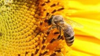 APIS MELLIFERA