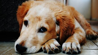 5 Houseplants That Are Toxic To Dogs