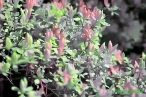Full Spectrum Style Transfer Art - Azalea flower clusters
