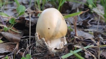 What mushrooms can I visit our kitchen at the beginning of summer? There are several controversial genres