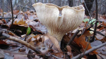 Mushrooms occurring in Europe - Clitocybe nebularis