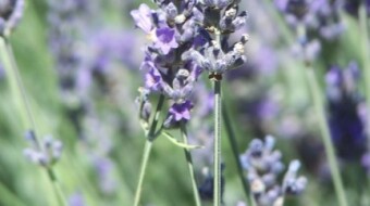 It is lavander time