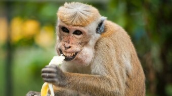 Any Monkey Can Beat The Crypto Market