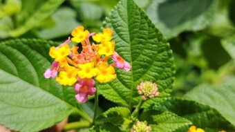Flower Photography.