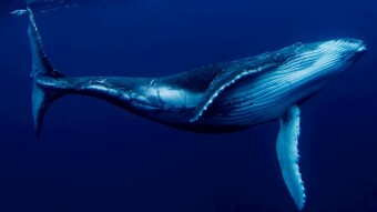 Whale moves 51.511 in Bitcoin for only $0.24 cents