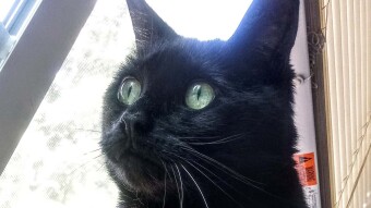 An off-topic PSA from my cat