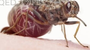 Tsetse flies are cool!