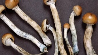 Magic Mushrooms Making Money?