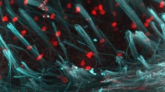 Biology predicts the most profitable future solutions for the metaverse