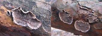 Mushrooms occurring in Europe - Stereum sanguinolentum