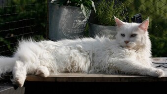 5 Cool Cat Anatomy Quirks That May Interest You