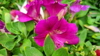 Alstroemeria flower photography