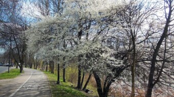 Calendar spring is getting closer - another successful walk - My Actifit Report Card: March 19 2024