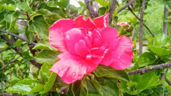 Hibisco's flowers - welcome to this new blog