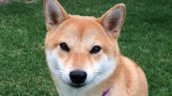 SHIBA INU - Up or Down?