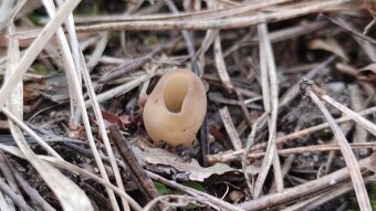 Winter in retreat, more and more young mushrooms in the forest
