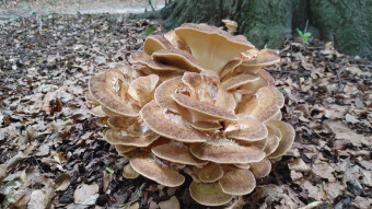 Giant edible mushroom with anti-cancer properties - Giant polypore