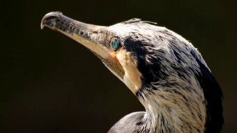 Black Shag - do you have nice eyes, who will you give them to?