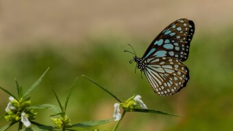 Beautiful insects in our mother nature