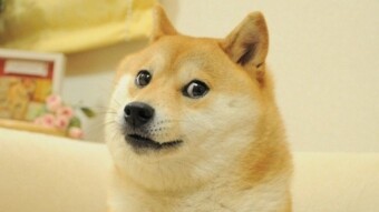 TikTok Dogecoin Pump is Over