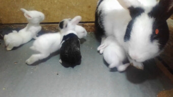 Sandra And Her Kits - Day 12