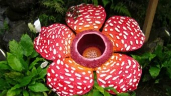 Rafflesia: The World’s Most Stunning Massive Sized Blooming Flower