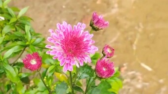 Chrysanthemum Flower videography