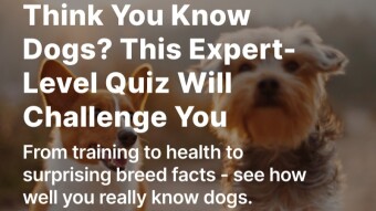 Think You Know Dogs? This Expert-Level Quiz Will Challenge You