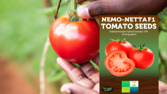 Nemonetta F1 Tomato: A Synopsis