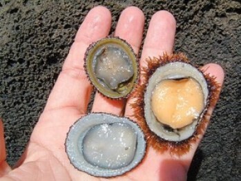 Opihi