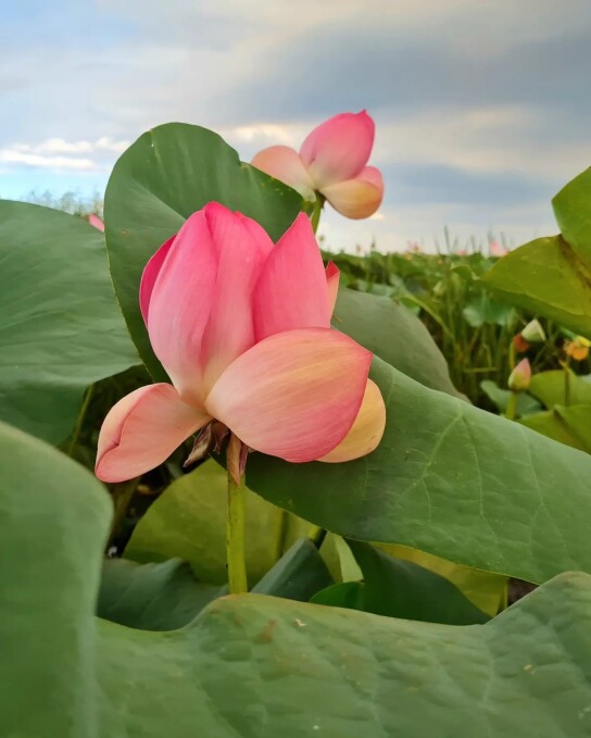 Lotus Valley