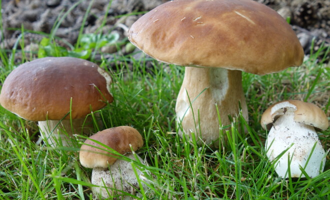 Example - mushroom in the grass