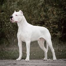 dogo