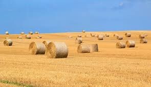 Make Hay