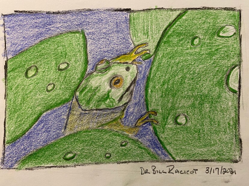 Frog and lily pads - colored pencil drawing