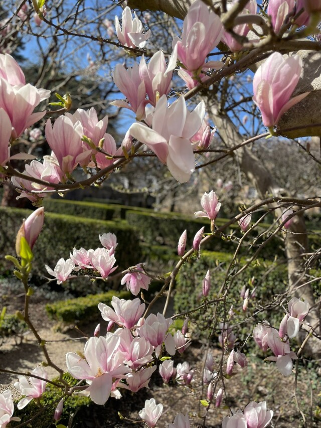 Magnolia blossoms