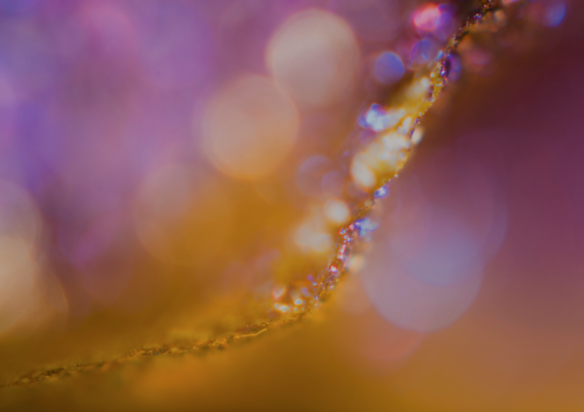c2605224d4f394b06c6405c2aafe783dc4165657865e1ddee48b9eca40660bce.png